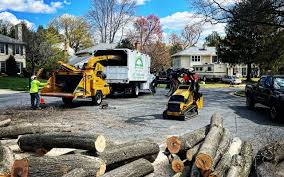 Best Tree Preservation Services  in Black River, NY