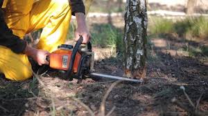 How Our Tree Care Process Works  in  Black River, NY