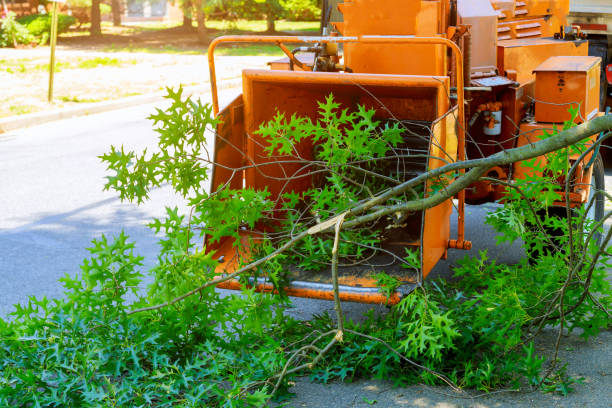 Black River, NY Tree Care Services Company