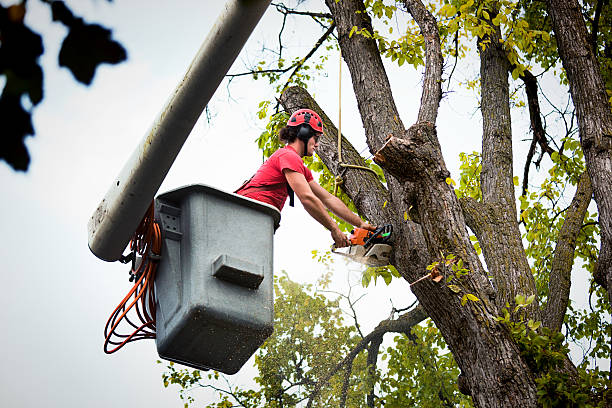 Tree and Shrub Care in Black River, NY